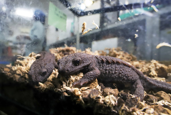 沖縄 奄美の希少生物 地域一体で守れ 日本経済新聞 沖縄 奄美の希少生物 地域一体で守れ 日本経済新聞