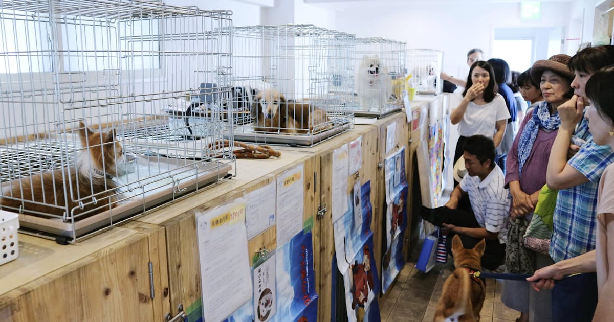 犬猫殺処分ゼロ目標 愛護団体に負担 劣悪環境飼育も 日本経済新聞 犬猫殺処分ゼロ目標 愛護団体に負担 劣悪環境飼育も 日本経済新聞