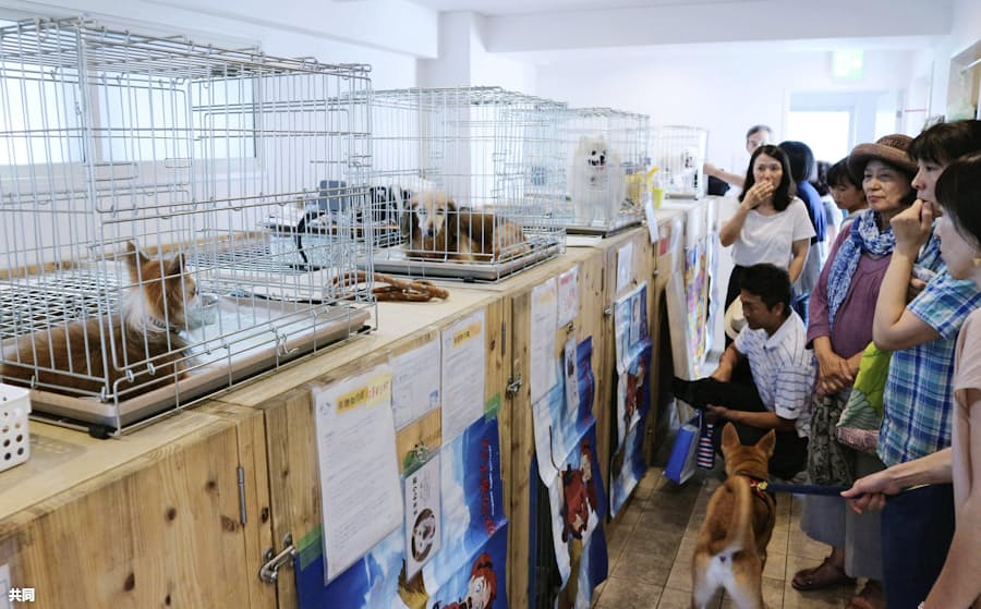 犬猫殺処分ゼロ目標 愛護団体に負担 劣悪環境飼育も 日本経済新聞