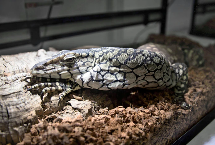 レア爬虫類 受難 ペット需要高まり密輸横行 日本経済新聞 レア爬虫類 受難 ペット需要高まり密輸横行 日本経済新聞
