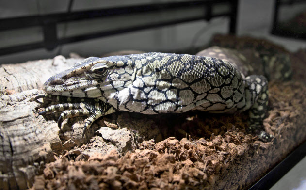 密輸入されたペレンティーオオトカゲ(11月、警視庁丸の内署)=共同 密輸入されたペレンティーオオトカゲ(11月、警視庁丸の内署)=共同
