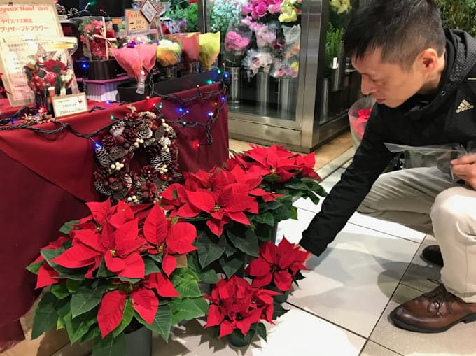 Xマス向けポインセチアが安め 日本経済新聞