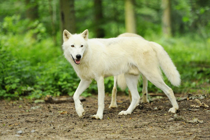 那須どうぶつ王国にホッキョクオオカミ 年3月登場 日本経済新聞 那須どうぶつ王国にホッキョクオオカミ 年3月登場 日本経済新聞