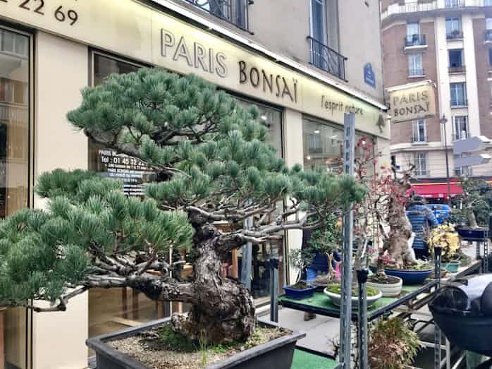 盆栽はアート 瀬戸内の産物 パリの暮らしを彩る 日本経済新聞