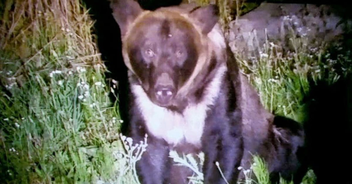 ヒグマ捕殺最多の7頭 北海道で18年度 対応苦慮 日本経済新聞 ヒグマ捕殺最多の7頭 北海道で18年度 対応苦慮 日本経済新聞