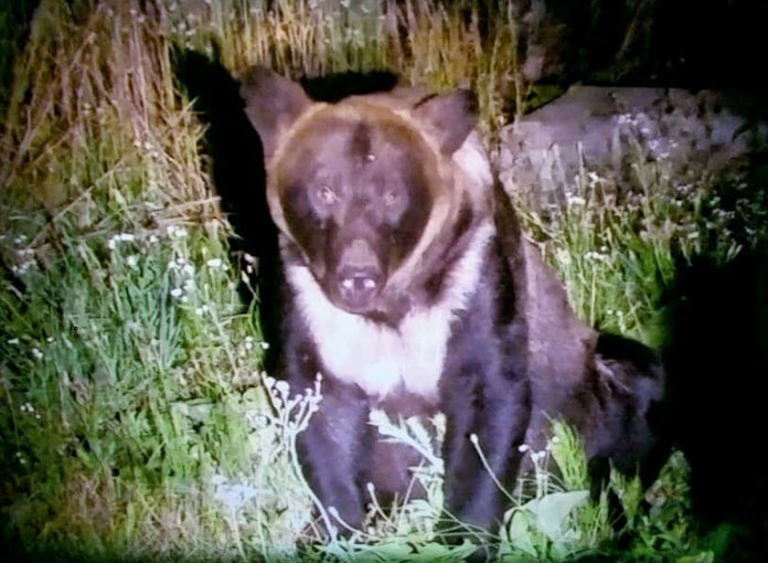 ヒグマ捕殺最多の827頭 北海道で18年度 対応苦慮 日本経済新聞