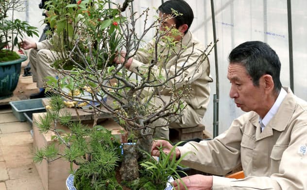 報道陣に公開された盆栽「春飾り」の仕上げ作業(25日、皇居)=共同 報道陣に公開された盆栽「春飾り」の仕上げ作業(25日、皇居)=共同