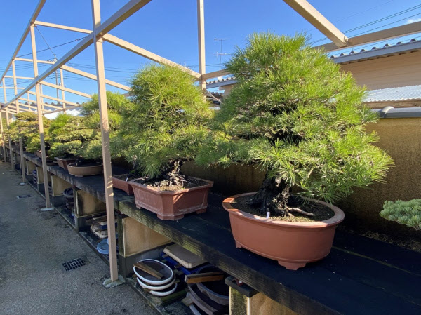 国会開会 待つ盆栽 写真でみる永田町 日本経済新聞 国会開会 待つ盆栽 写真でみる永田町 日本経済新聞