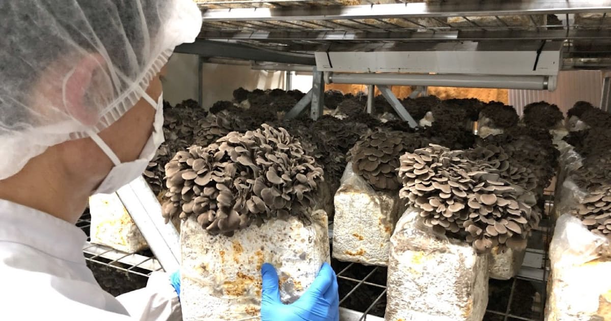 雪国まいたけ創業家関係2社 高級マイタケ国内外で増産 日本経済新聞