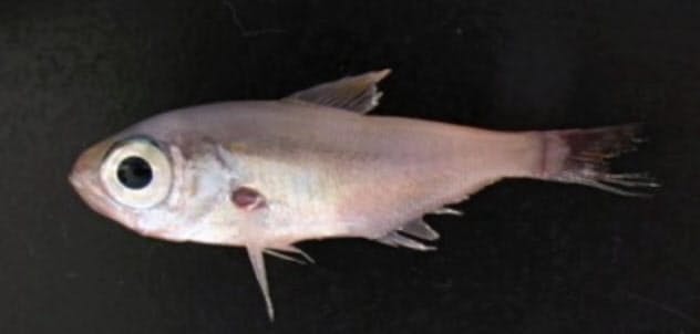 キンメモドキは腹側の数カ所が青く光る=中部大の大場教授提供
キンメモドキは腹側の数カ所が青く光る=中部大の大場教授提供