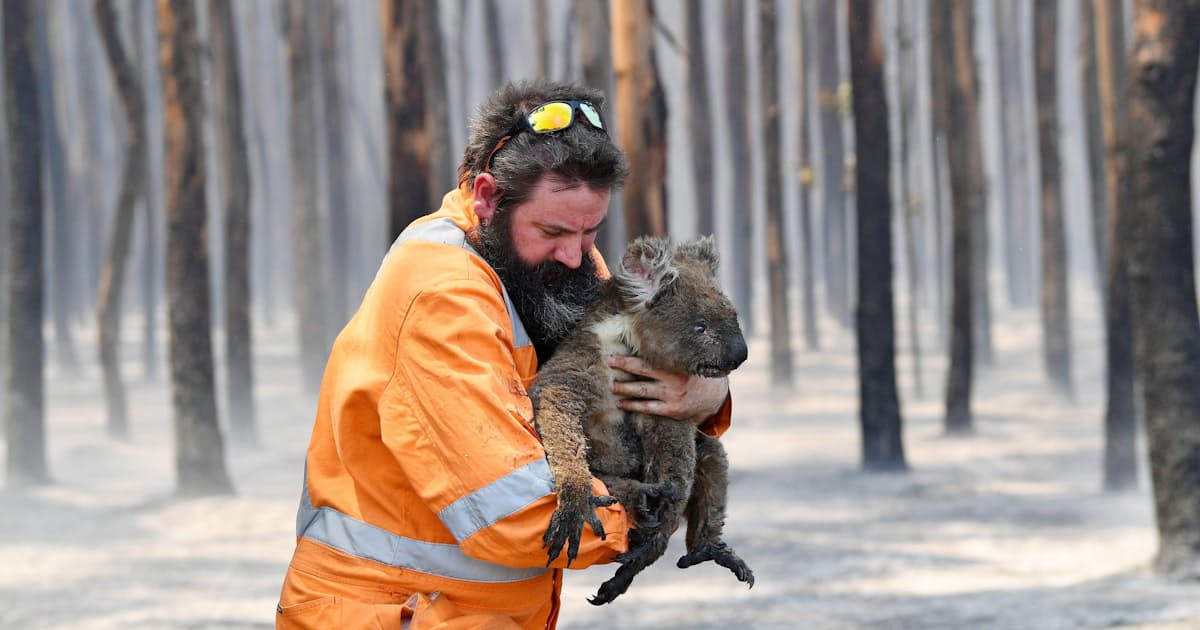 コアラ数万匹が焼死か オーストラリア森林火災 日本経済新聞 コアラ数万匹が焼死か オーストラリア森林火災 日本経済新聞
