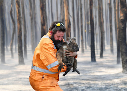 コアラ数万匹が焼死か オーストラリア森林火災 日本経済新聞