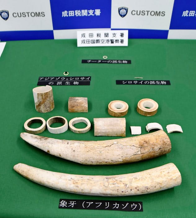 押収されたアフリカゾウの牙やチーターの歯など(14日午後、成田空港)=共同 押収されたアフリカゾウの牙やチーターの歯など(14日午後、成田空港)=共同