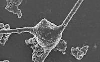 古細菌「MKD1」の電子顕微鏡写真（研究チーム提供）=共同