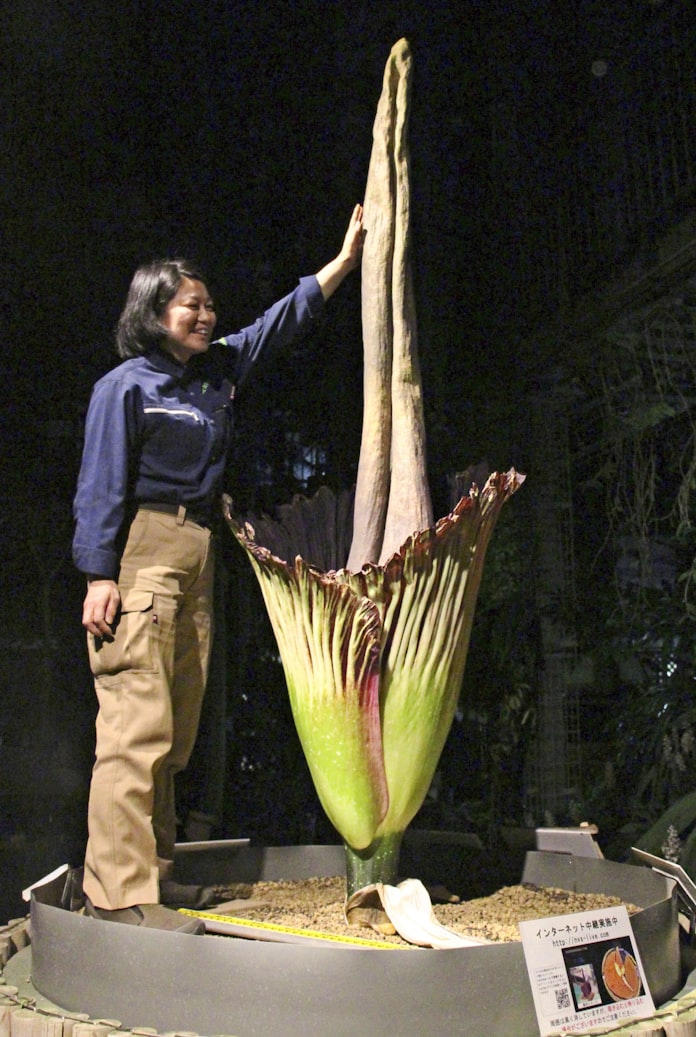 2メートル超 世界最大の花咲く 茨城の植物園 日本経済新聞 2メートル超 世界最大の花咲く 茨城の植物園 日本経済新聞