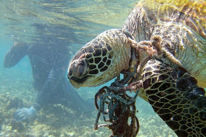 陸と海 30 を保護区に 国連生物多様性条約の新目標案 日本経済新聞