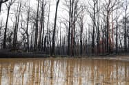 火災後の降雨でできた水たまり(ニューサウスウェールズ州)=AAP 火災後の降雨でできた水たまり(ニューサウスウェールズ州)=AAP