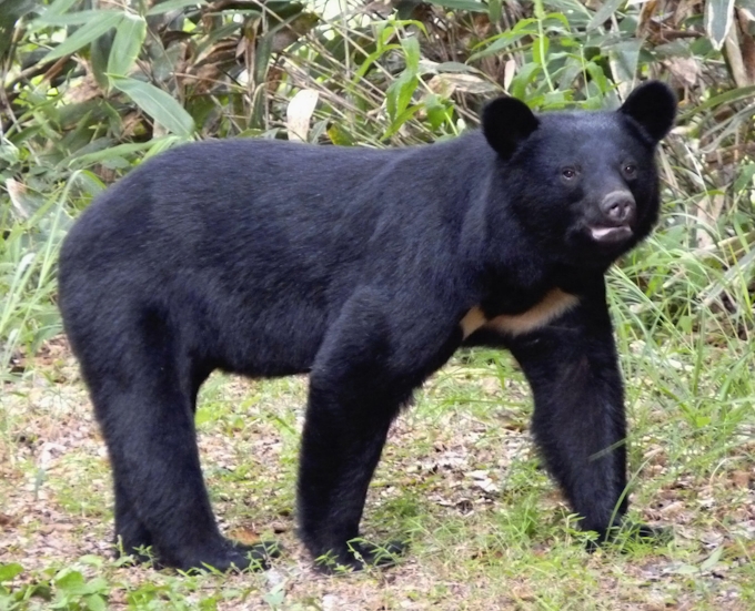 暖冬でクマ冬眠できず 東北 1月の目撃相次ぐ 日本経済新聞