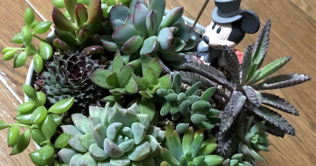 多肉植物 バブル崩壊 次は 珍奇 ブーム 日本経済新聞 多肉植物 バブル崩壊 次は 珍奇 ブーム 日本経済新聞