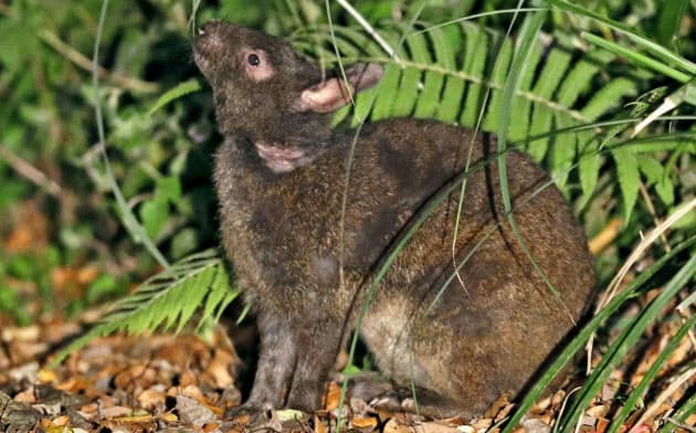 アマミノクロウサギ(鹿児島県・奄美大島)=共同 アマミノクロウサギ(鹿児島県・奄美大島)=共同