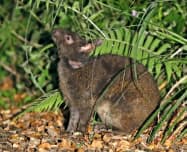 アマミノクロウサギ(鹿児島県・奄美大島)=共同 アマミノクロウサギ(鹿児島県・奄美大島)=共同