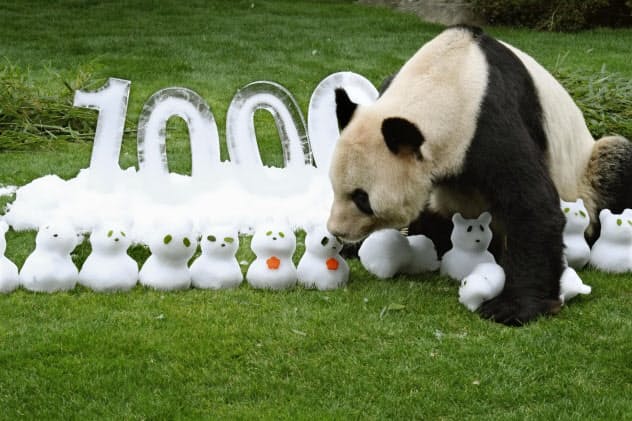 誕生から1万日を迎え、子らをモチーフにした雪だるまをプレゼントされたジャイアントパンダの「永明」(31日午前、和歌山県白浜町の「アドベンチャーワールド」)=共同 誕生から1万日を迎え、子らをモチーフにした雪だるまをプレゼントされたジャイアントパンダの「永明」(31日午前、和歌山県白浜町の「アドベンチャーワールド」)=共同