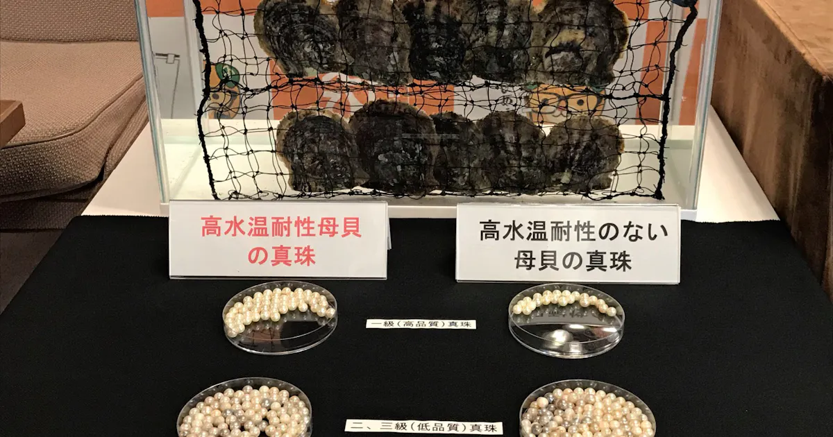 高温 餌不足に強く 愛媛県 真珠養殖用アコヤガイ 日本経済新聞 高温 餌不足に強く 愛媛県 真珠養殖用アコヤガイ 日本経済新聞