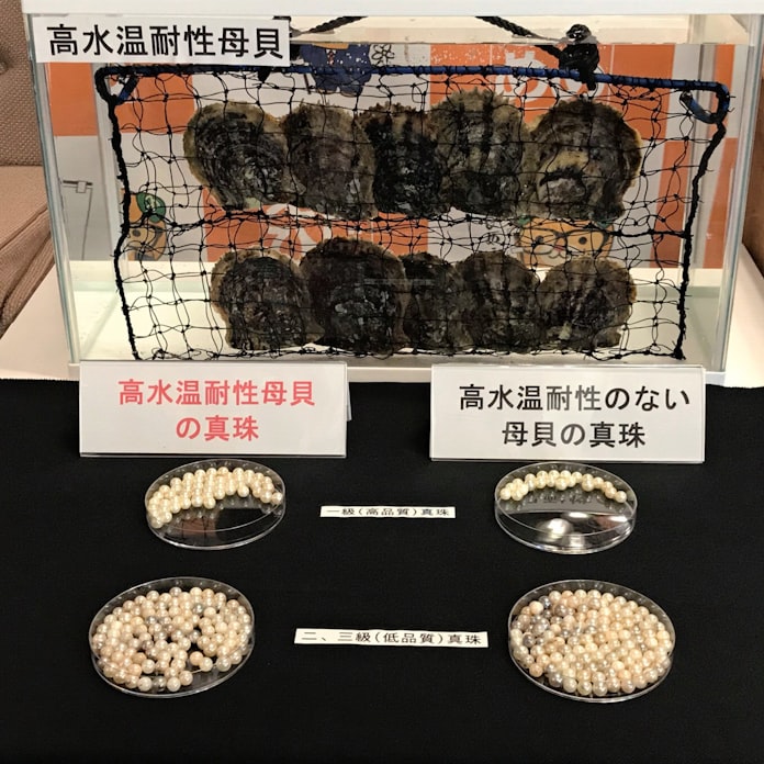 高温 餌不足に強く 愛媛県 真珠養殖用アコヤガイ 日本経済新聞 高温 餌不足に強く 愛媛県 真珠養殖用アコヤガイ 日本経済新聞