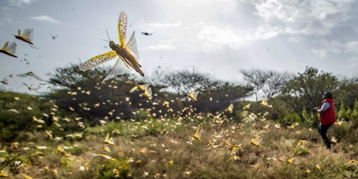 アフリカ バッタ大量発生で食糧 農業に危機 日本経済新聞