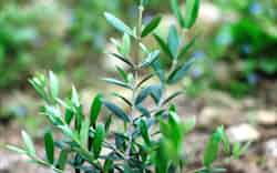 桜農園(北海道豊浦町)が栽培する「北限のオリーブ」 桜農園(北海道豊浦町)が栽培する「北限のオリーブ」