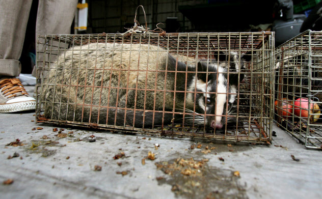 中国では今も野生動物が食用として違法に売られていることが明らかになった(2004年、広州市の市場で売られていたハクビシン)=ロイター 中国では今も野生動物が食用として違法に売られていることが明らかになった(2004年、広州市の市場で売られていたハクビシン)=ロイター