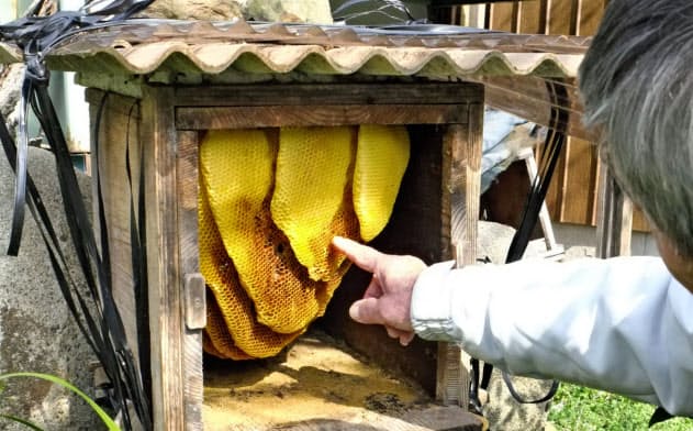 ニホンミツバチが姿を消した巣箱(3日、和歌山県みなべ町)=共同 ニホンミツバチが姿を消した巣箱(3日、和歌山県みなべ町)=共同