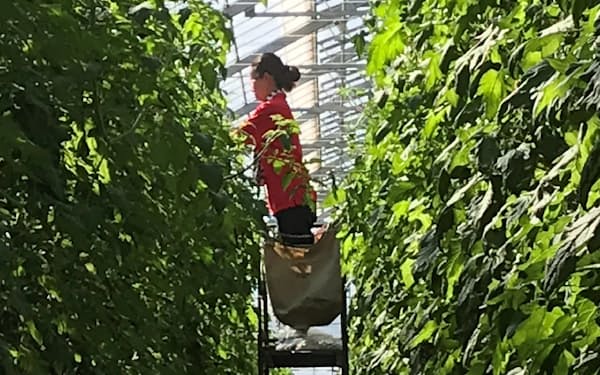 千葉市にはトマト栽培を手がける農業法人などが新規参入した