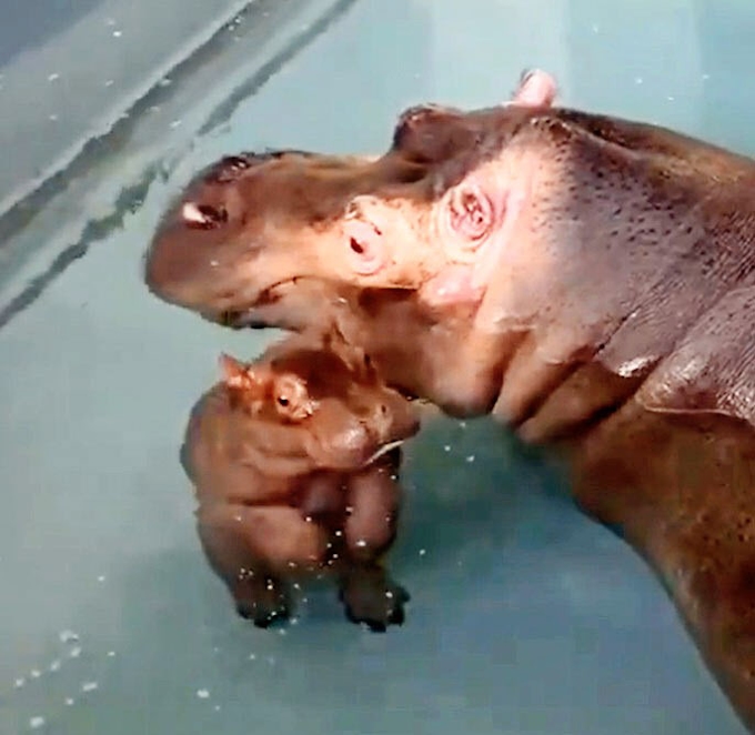 歩く赤ちゃんカバ動画人気 旭山動物園 27万回再生 日本経済新聞
