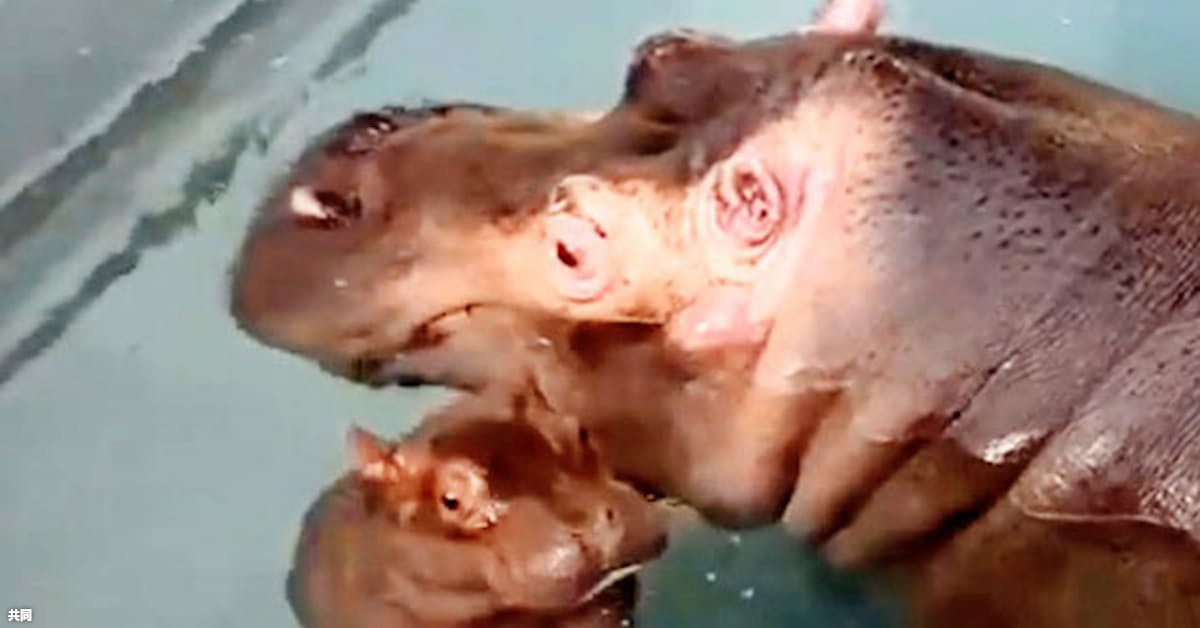 歩く赤ちゃんカバ動画人気 旭山動物園 27万回再生 日本経済新聞