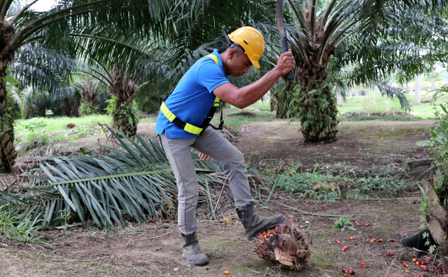 農園の労働実態も広く情報を集める(マレーシアのパーム農園、1月)=ロイター 農園の労働実態も広く情報を集める(マレーシアのパーム農園、1月)=ロイター