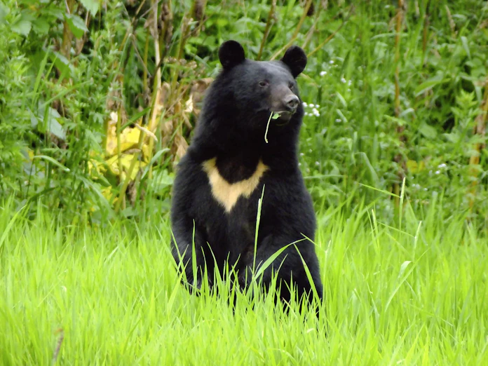 野生のクマが暮らせる森づくりは 人間が安心して暮らせる環境づくりにもつながる クマの棲む 豊かな森を次世代へ 一般財団法人日本熊森協会 Jammin ジャミン