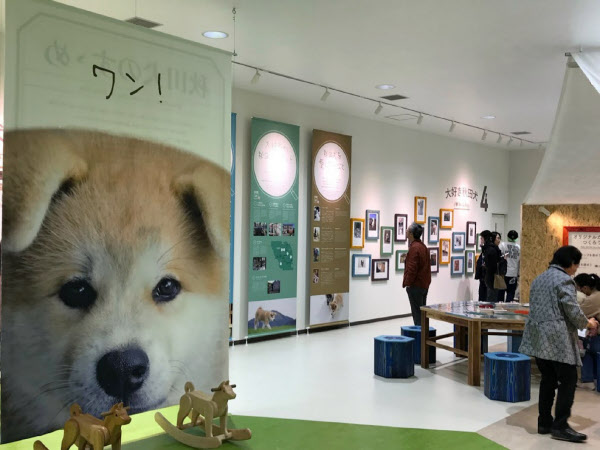 秋田犬ツーリズム 3年間の経済効果41億円 日本経済新聞