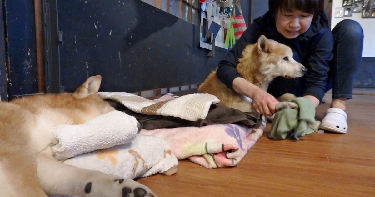 高齢飼い主 老犬介護困難 最期みとって 相談次々 日本経済新聞 高齢飼い主 老犬介護困難 最期みとって 相談次々 日本経済新聞