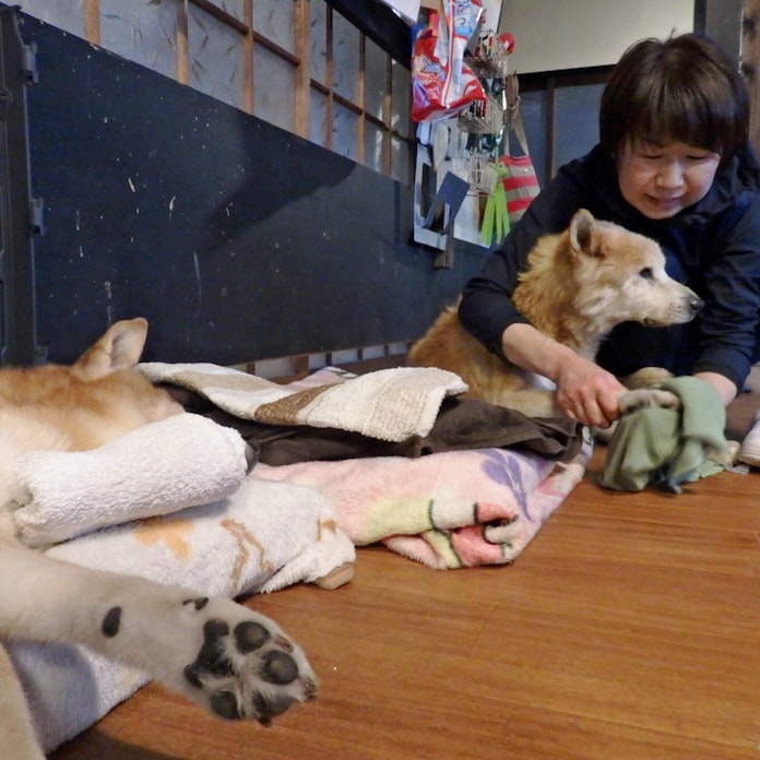 高齢飼い主 老犬介護困難 最期みとって 相談次々 日本経済新聞 高齢飼い主 老犬介護困難 最期みとって 相談次々 日本経済新聞