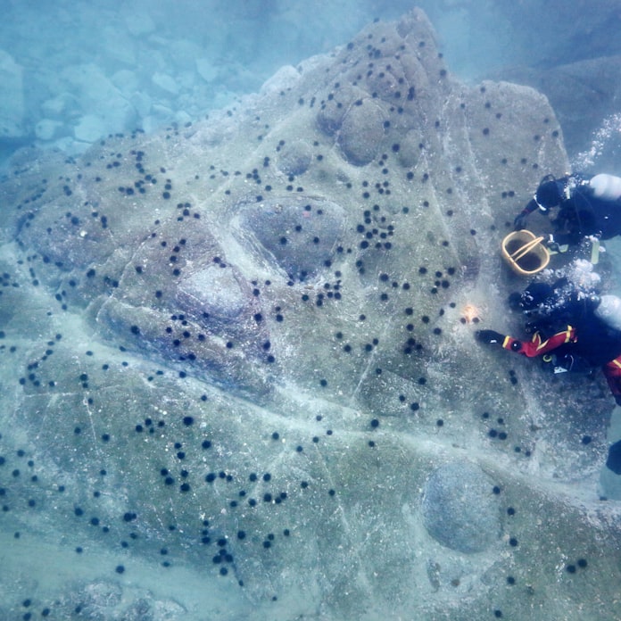 磯焼けから豊かな海を守りたい 岩手 大船渡 日本経済新聞 磯焼けから豊かな海を守りたい 岩手 大船渡 日本経済新聞