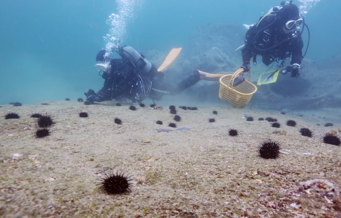 磯焼けから豊かな海を守りたい 岩手 大船渡 日本経済新聞 磯焼けから豊かな海を守りたい 岩手 大船渡 日本経済新聞