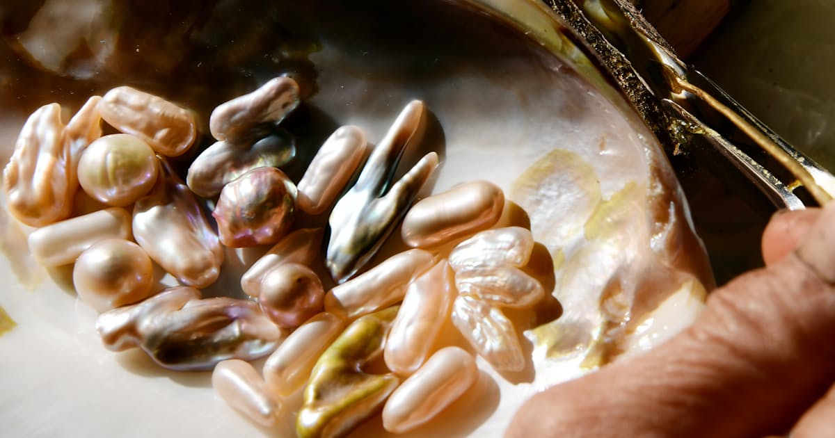 琵琶湖に息づく淡水真珠 無二の造形生む養殖オペ 日本経済新聞