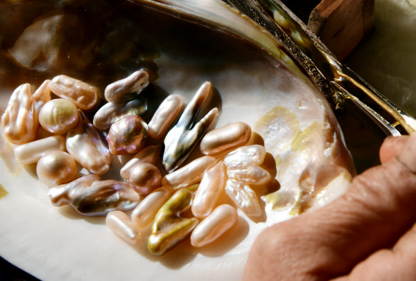 琵琶湖に息づく淡水真珠 無二の造形生む養殖オペ 日本経済新聞