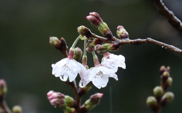 開花した標準木のソメイヨシノ(14日、東京都千代田区の靖国神社)