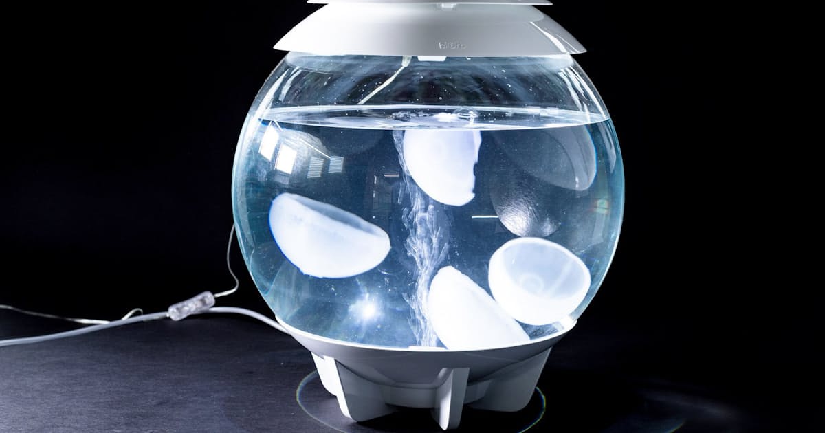 観賞用の人工クラゲ Ndソフトと山形大が共同開発 日本経済新聞 観賞用の人工クラゲ Ndソフトと山形大が共同開発 日本経済新聞