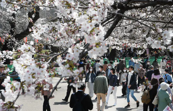 花は見ごろ迎えたが、例年に比べて混雑していない上野恩賜公園(21日、東京都台東区)