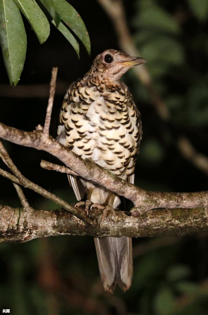 オオトラツグミ数多く 奄美固有の野鳥 現地調査 日本経済新聞