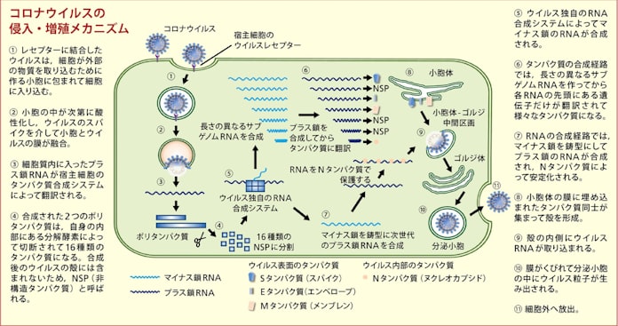 新型コロナ感染症 候補薬に期待される作用メカニズム 日本経済新聞