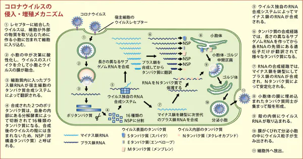 コロナウイルスの仲間で知られているウイルスの侵入と増殖のメカニズム